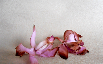 Why does an orchid shed flowers