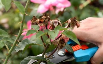 Pruning roses in spring and autumn - terms and rules
