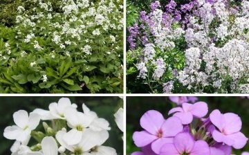 Types of violets