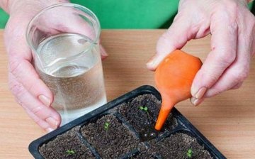 How to turn seeds into flowers