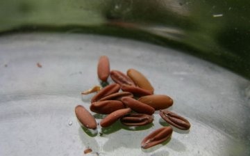 Growing pelargonium using seeds