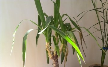 Příčiny žloutnutí a sušení listů yucca