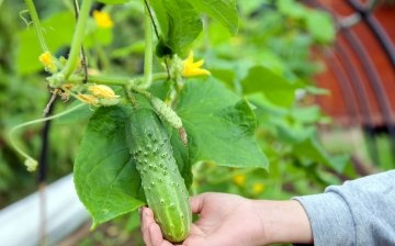 Secrets of growing cucumbers