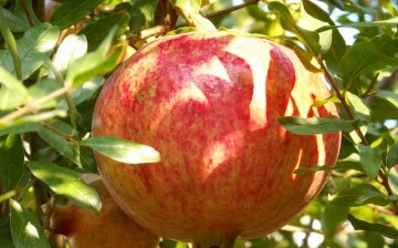 Jak funguje ovoce z granátového jablka