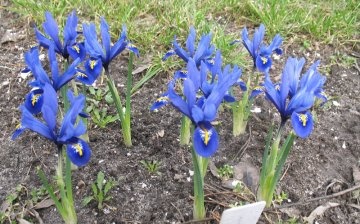 Sadnja lukovica irisa