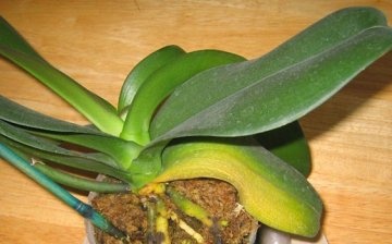 Orchid leaves turn yellow