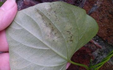 Diseases and pests of the flower