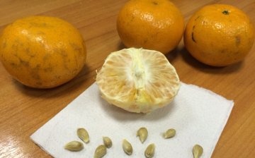 Metody šíření citrusů