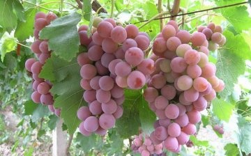 How to properly care for grapes?