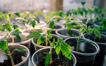 Kako pravilno uzgajati sadnice?