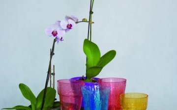 Egy orchidea tárolójának kiválasztásának szabályai