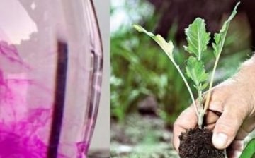 potassium or high concentration solution causes burns. How is potassium permanganate useful for plants?