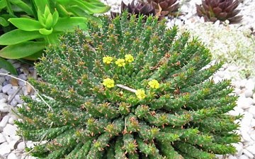 Euphorbia Medusa Head