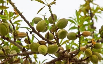 Where and how do almonds grow?