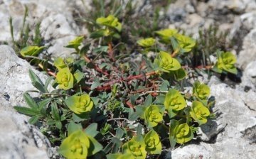 Euphorbia kőszerető