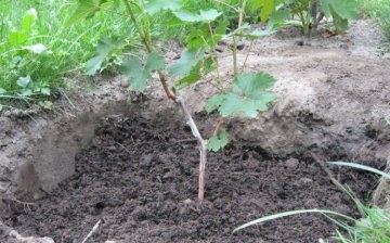 All about planting a seedling