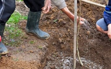 Terms and rules for planting a seedling