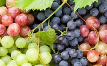 Gyors szőlőfajták