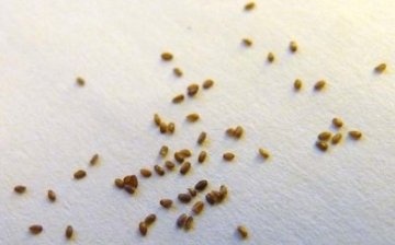 Eustoma Seeds