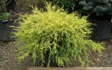 All about planting cypress