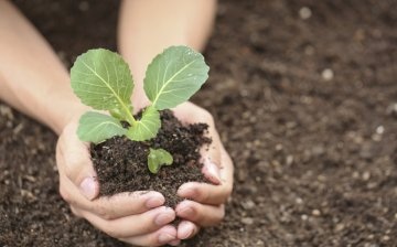 Rules for planting seedlings in the ground