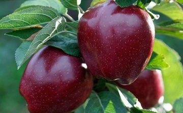 Popis odrůdy jablek Black Prince