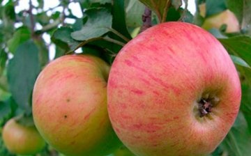 Jablečná odrůda Medunitsa