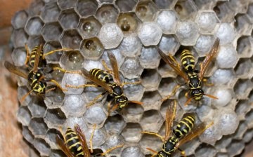 Care este pericolul cuiburilor de viespi în casă?