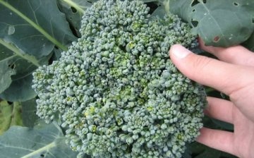 Principii importante ale cultivării broccoli