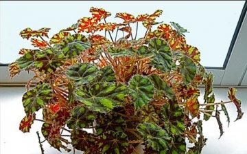 Begonia Tiger
