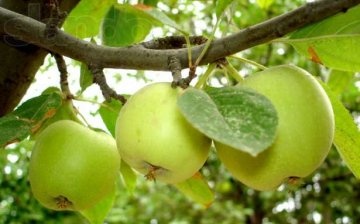 كيف تعتني بشجرة التفاح بشكل صحيح