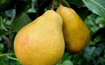 Application of pear bergamot