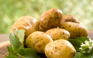 Uzgoj krumpira