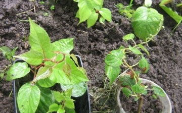 Features of growing and caring for actinidia