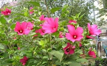 Îngrijirea hibiscusului din plante