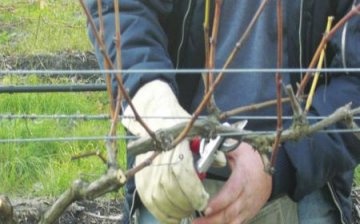 Ilya grape pruning