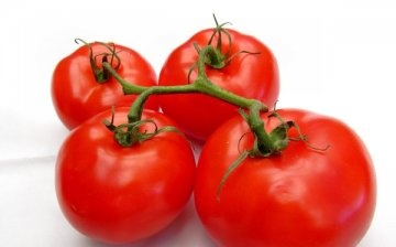 أصناف الطماطم فائقة النضج