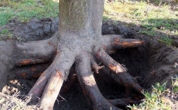 Jak vykořenit kořeny stromů