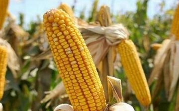 Briga za kukuruz u zemlji
