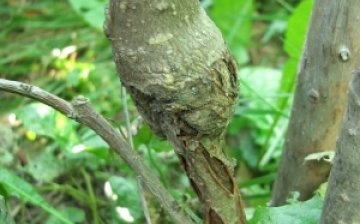 Diseases of trees that are grafted