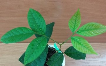 Plant care recommendations