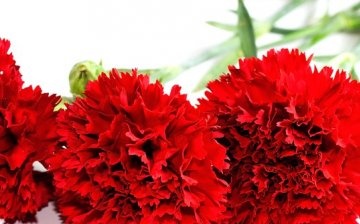 Features of growing carnations
