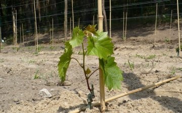 Features of planting grapes