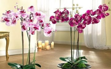 Orchid varieties