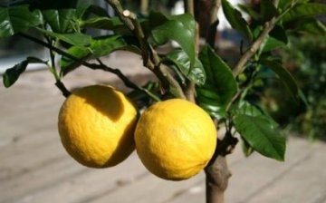 Vnitřní péče o citron