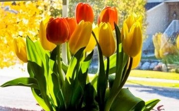 Growing tulips and preparing for flowering