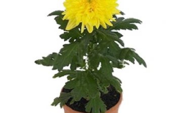 Characteristics of the Zembla chrysanthemum