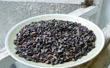 Cum să crească o viță de vie din semințe