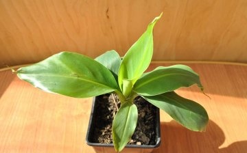 Features of transplanting and planting a banana