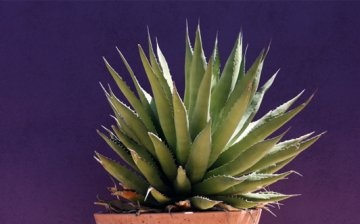 Chemical composition of agave